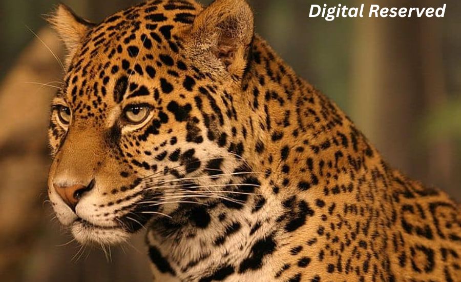 "As Fierce As Which Animal? 33 Powerful Similes That Bring Language to Life" 3 9. Courageous Like a Bear