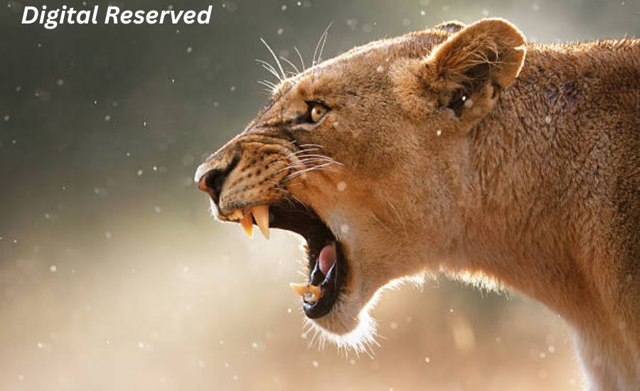 "As Fierce As Which Animal? 33 Powerful Similes That Bring Language to Life" 2 2. Strong Like an Ox