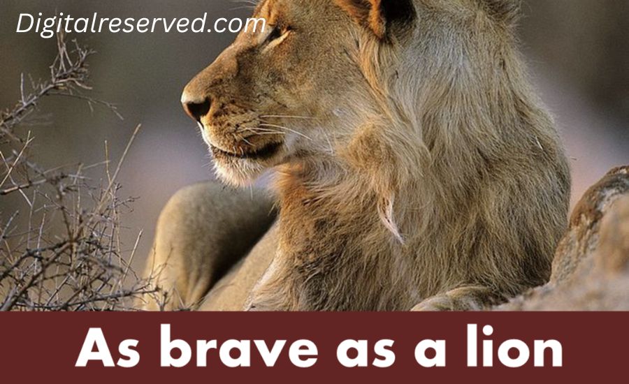 As Brave As A Lion 2 2. Brave Like a Battle-Tested Soldier