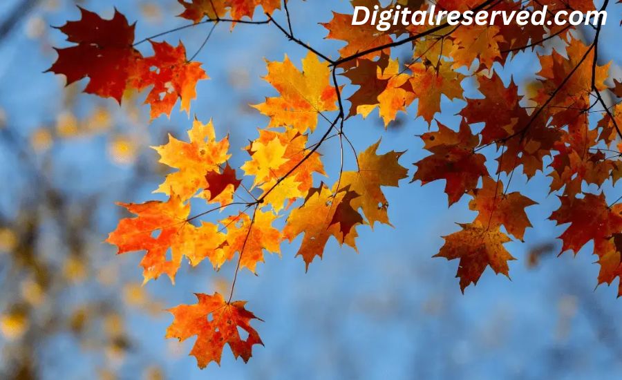 25 Metaphors For Fall 3 15. Autumn Is a Gathering Around the Flame