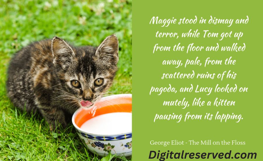 27 metaphors For Cat 3 12. Cats as Curious Explorers: Always Charting New Paths